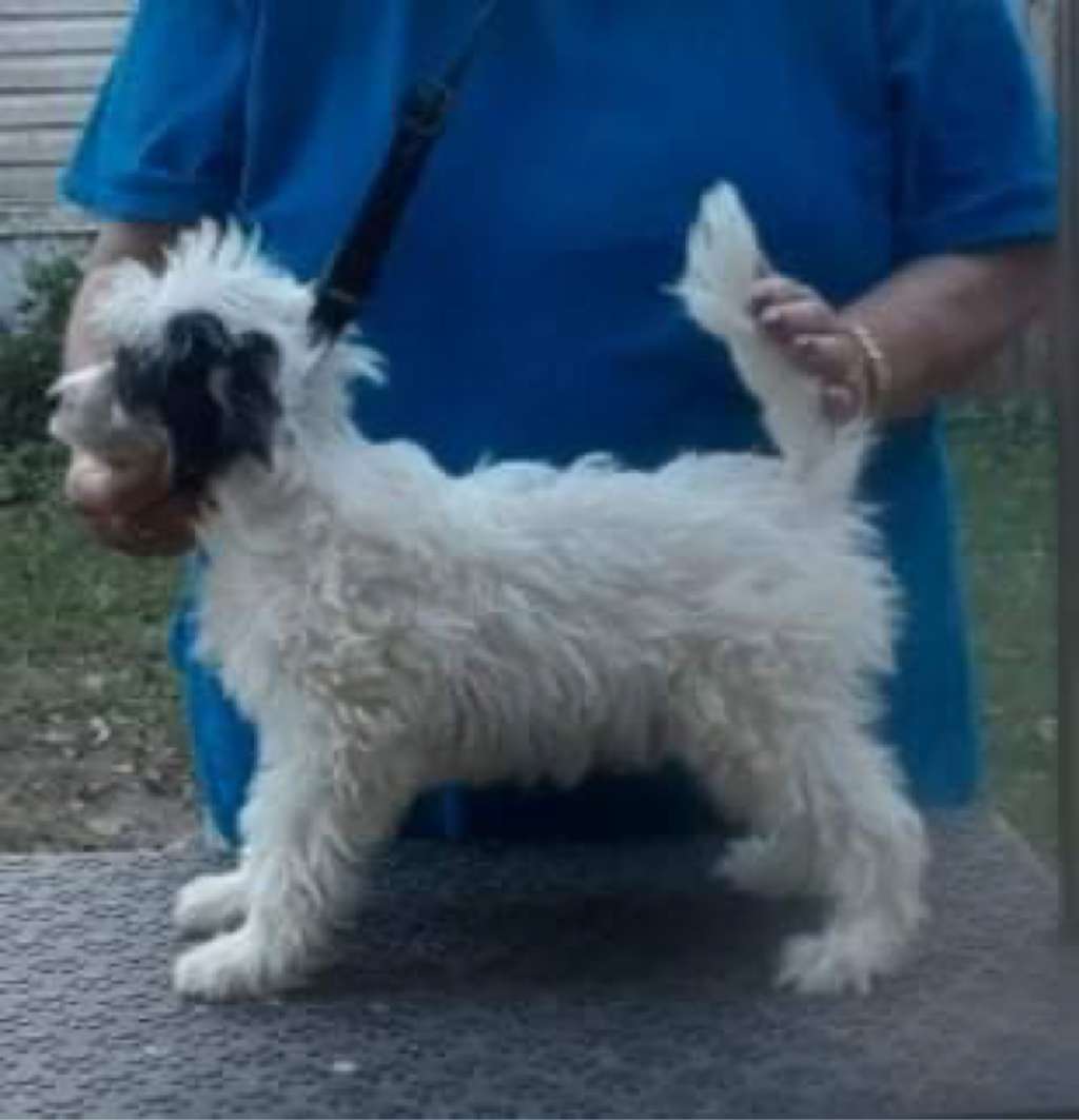 Diva Claus von Stauffenberg