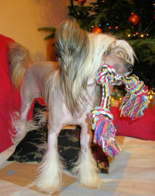 Jezory Pasiukowski Nadobnisie i koczkodany