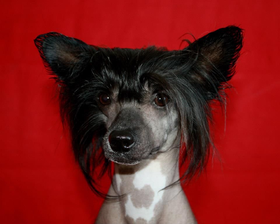 Boss z Jasné hvezdy