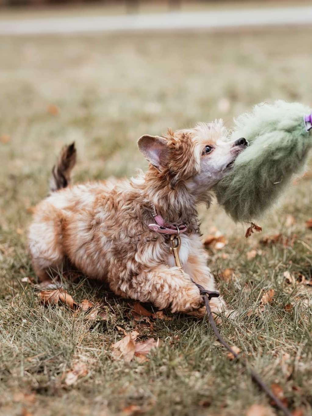 Crested Vixen's Peaceful Nirvana