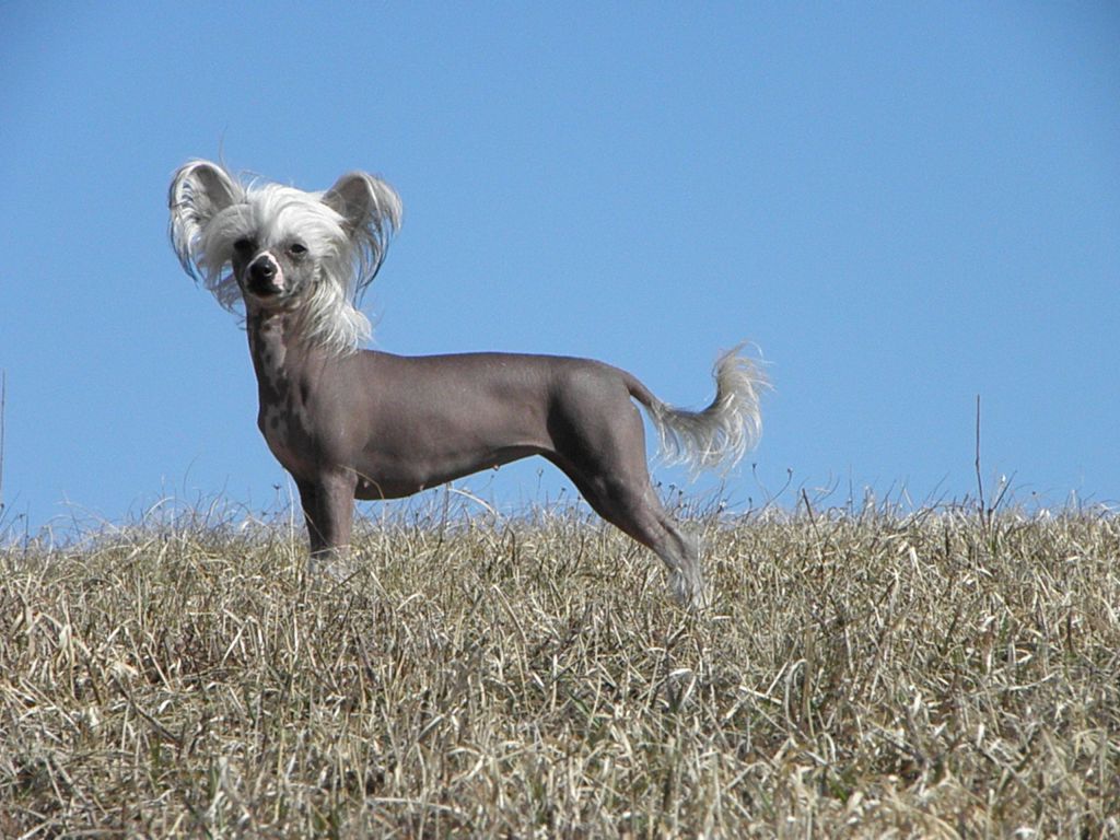 Drömtorpet's Aurora by Hamlet