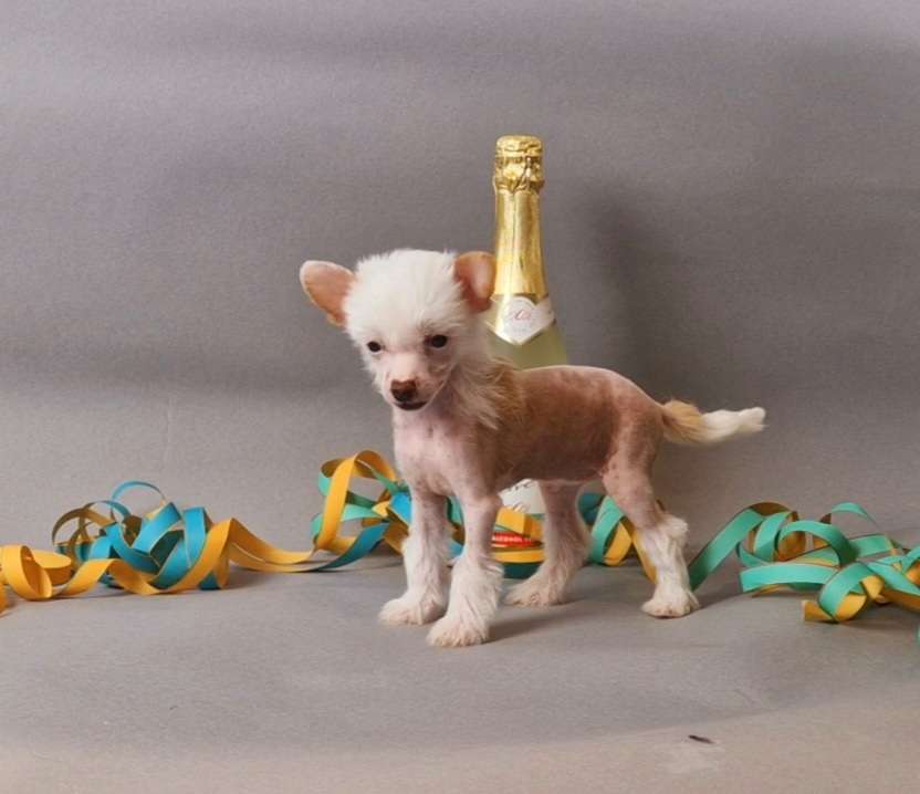 Quidditch gold  von Natelberg