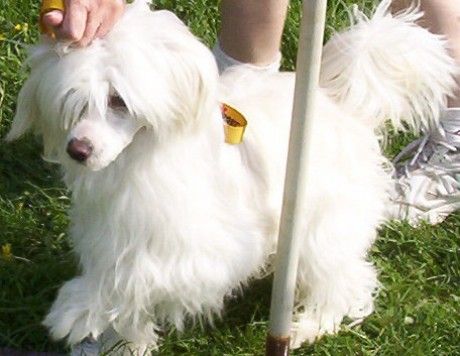 Bergamo Du Bois Al Maarii Sapphire