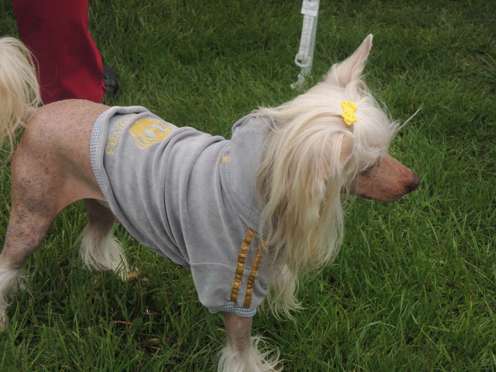 Conqueror z Pulnocního dvora