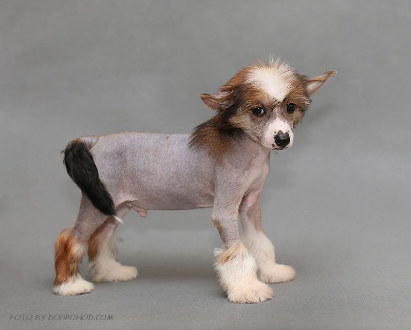 Amalina'S Kardinal Reshelie