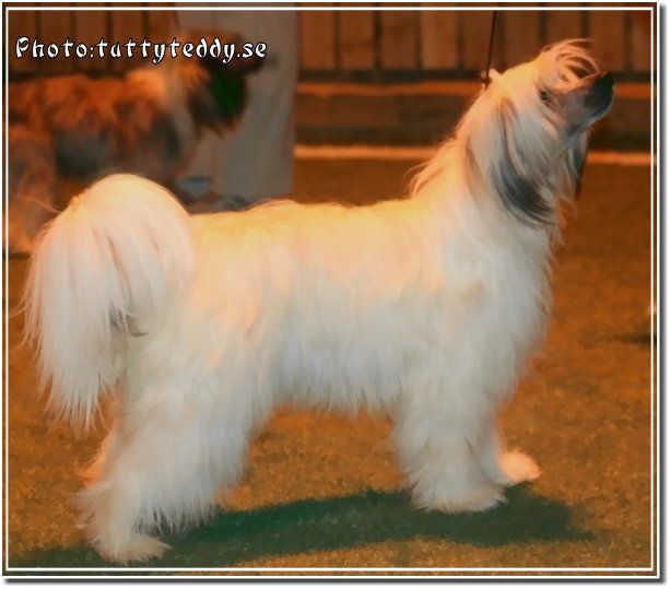 Marachinos Inspector Godiva