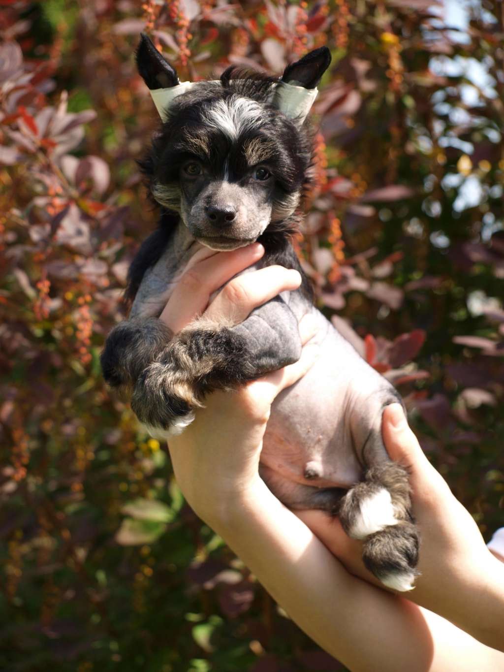 Anna Sky Kennel Unicum