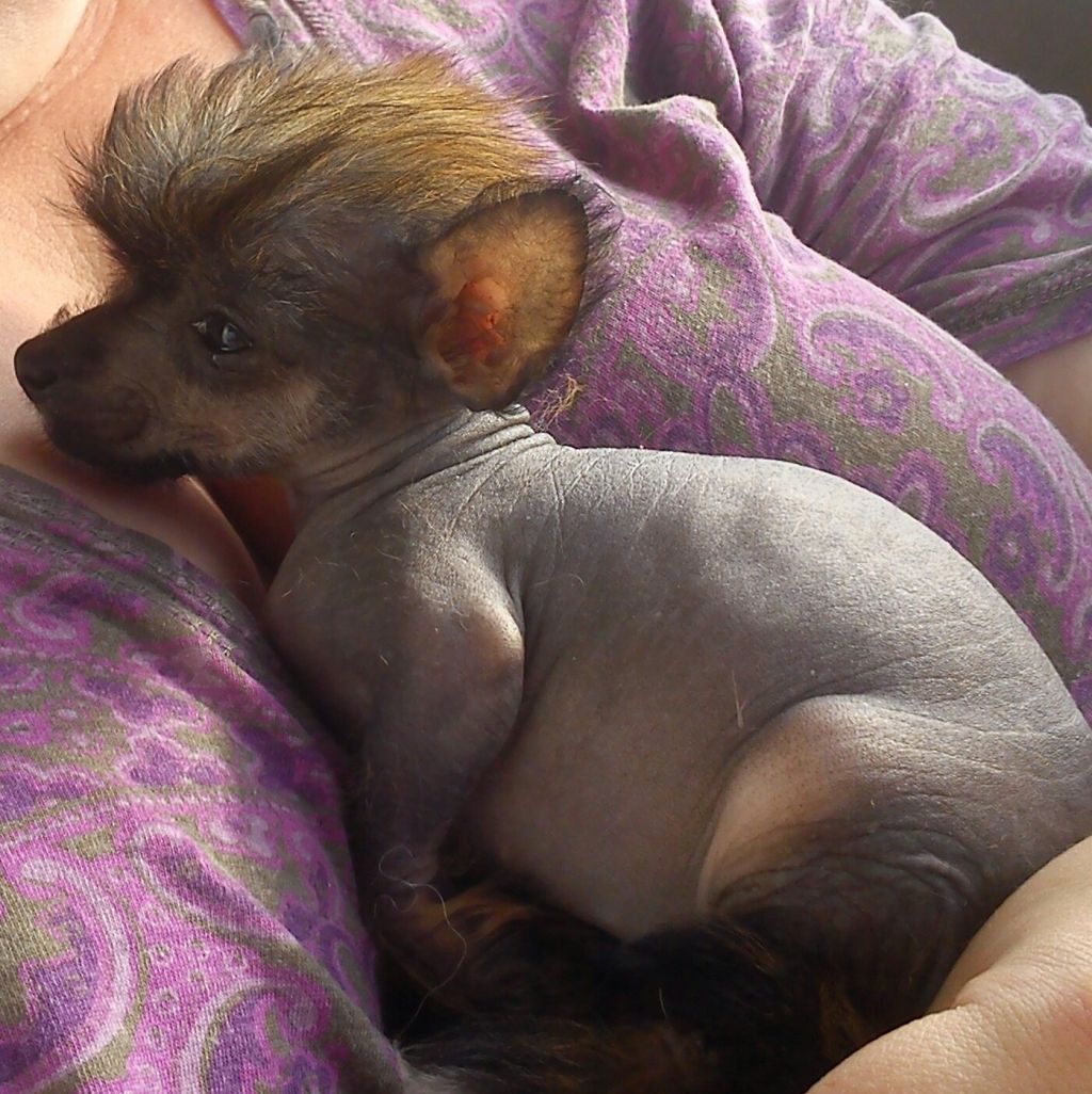 Stintans Dark Phoenix