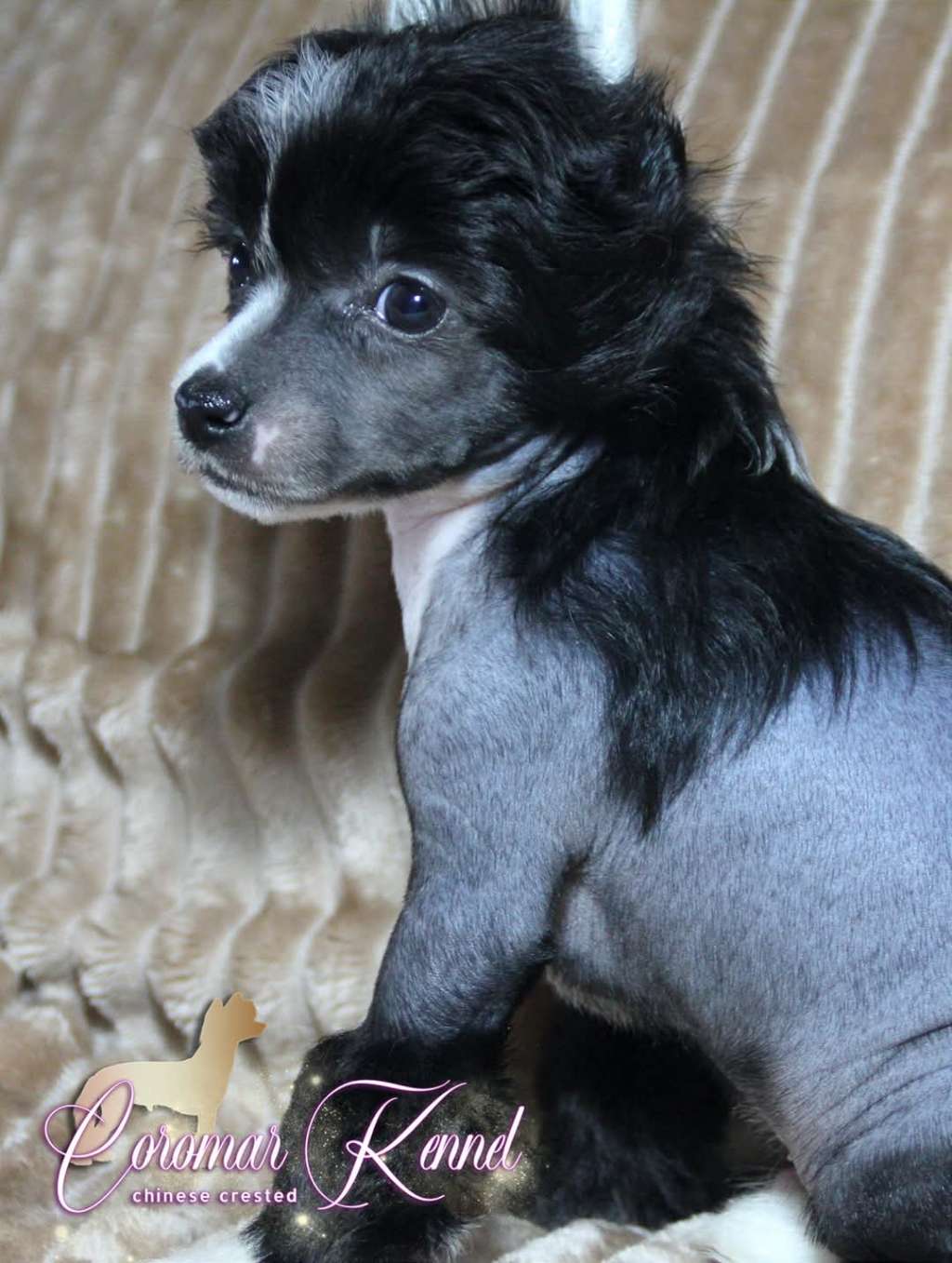 Coromar Just A Diamond