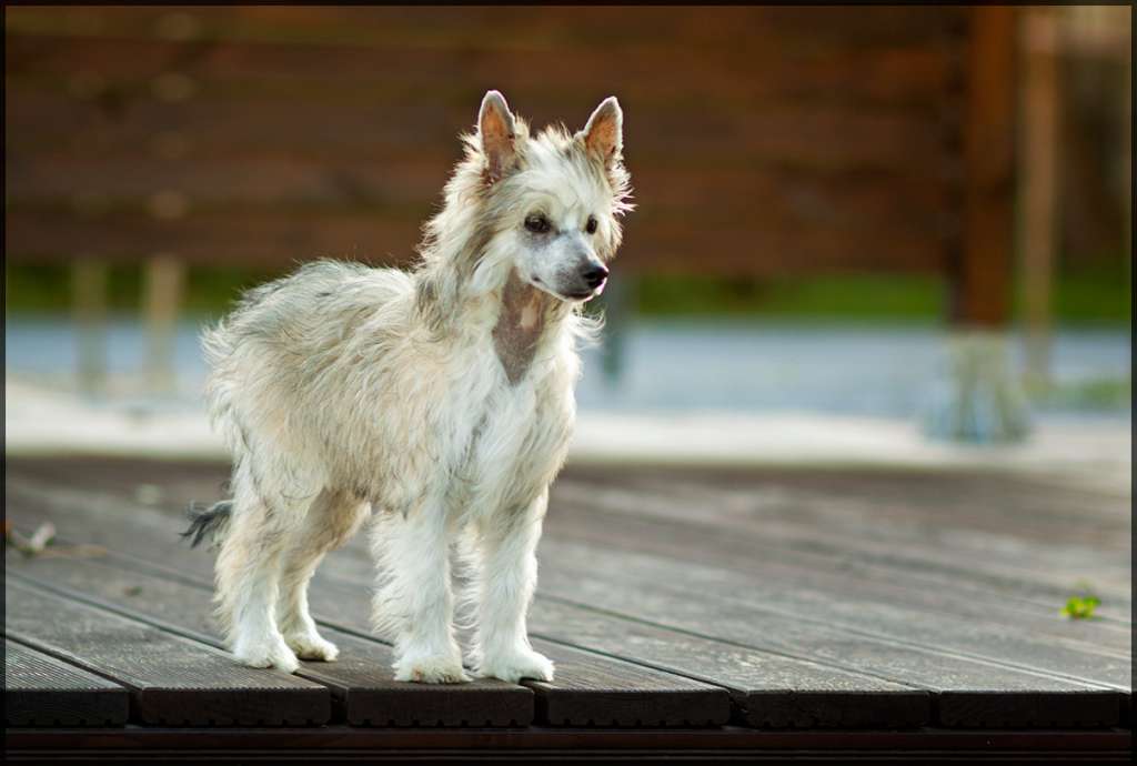 Ring rider cutie Pie