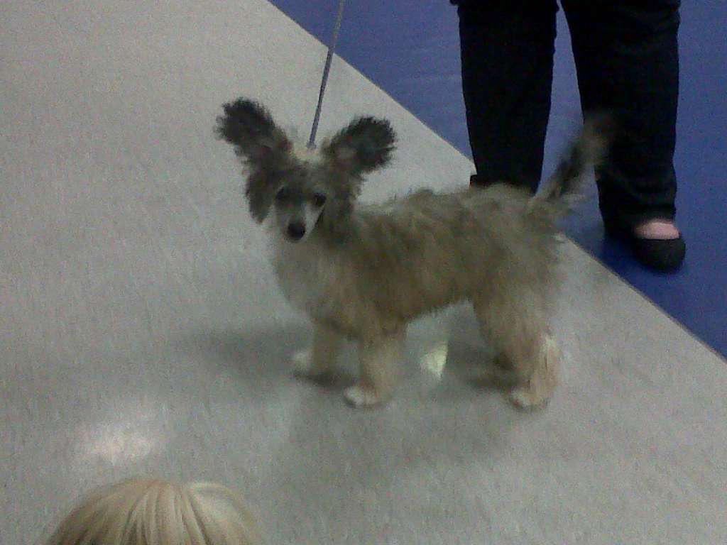 Pufflepaws Smiling Warrior for Sigyns