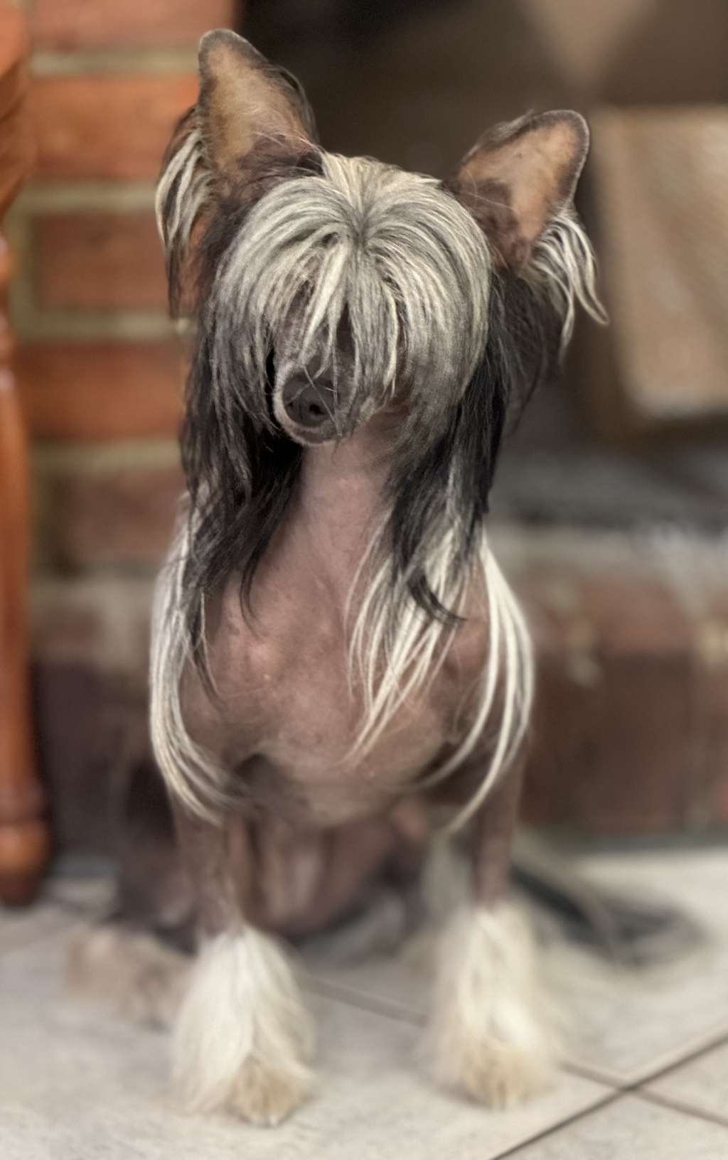 Raiponce Little Champs