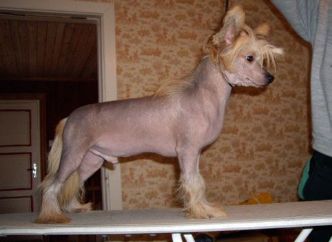 American Dream Stars Acro