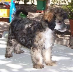 Asterix de Piedra Caida