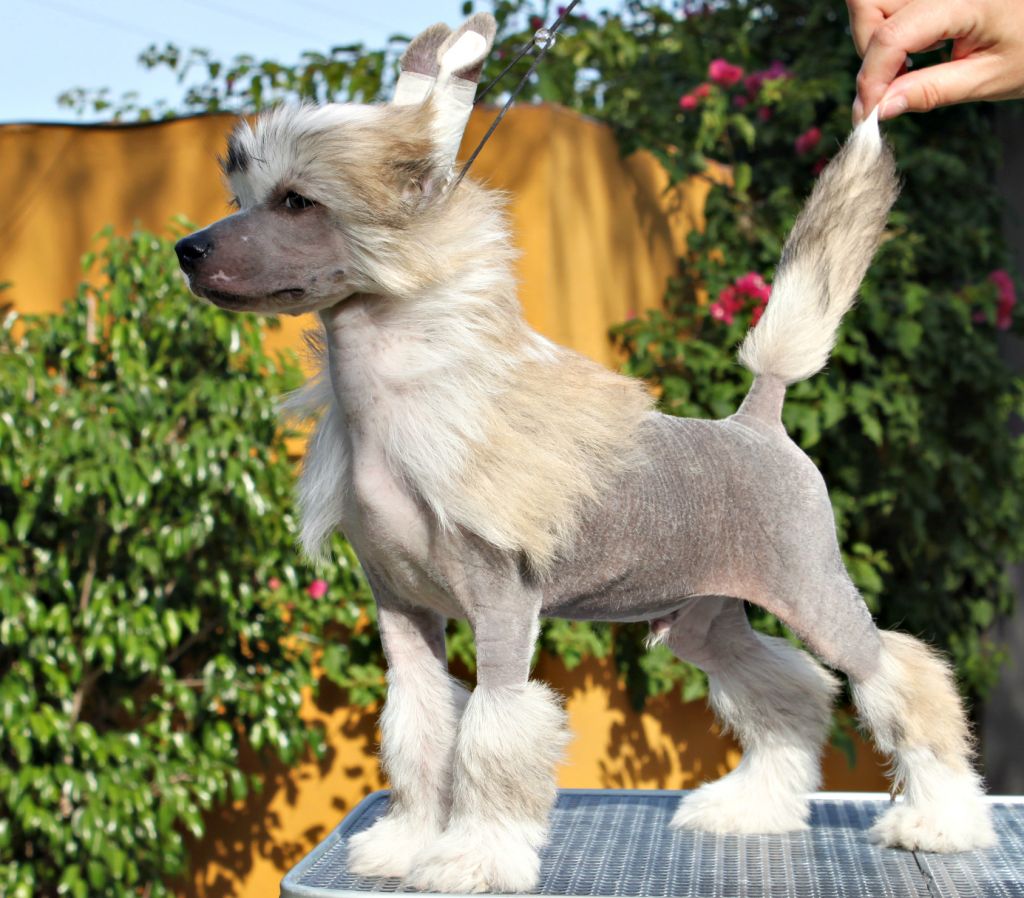 Omegaville Pardon The Fuss