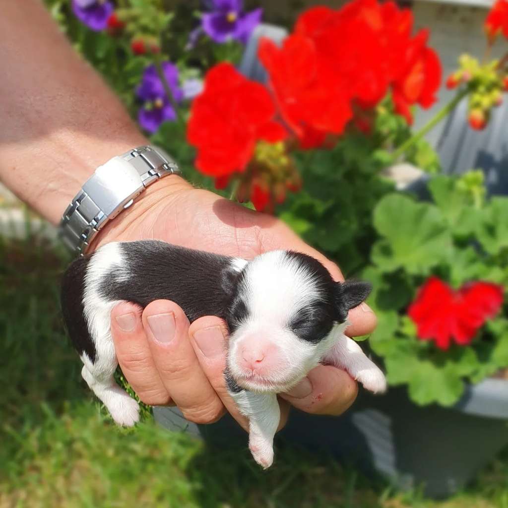 Arlett vom Leipziger Löwen