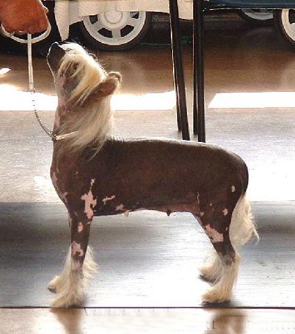 Sharbour Tiger Lily Of Croftdane