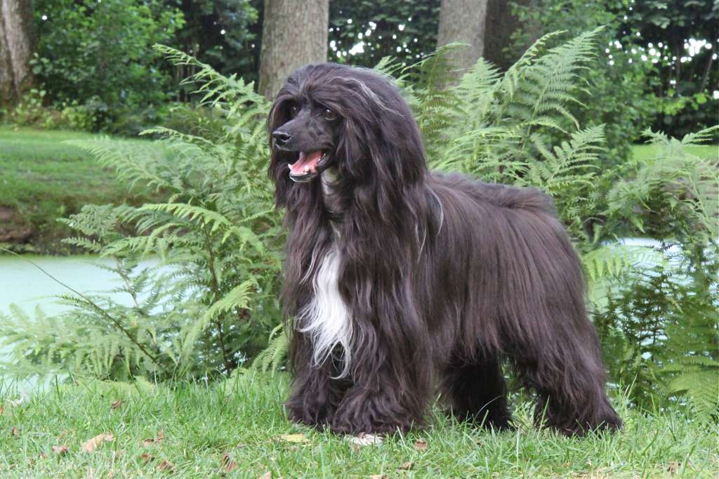 Sunstreaker Quidditch