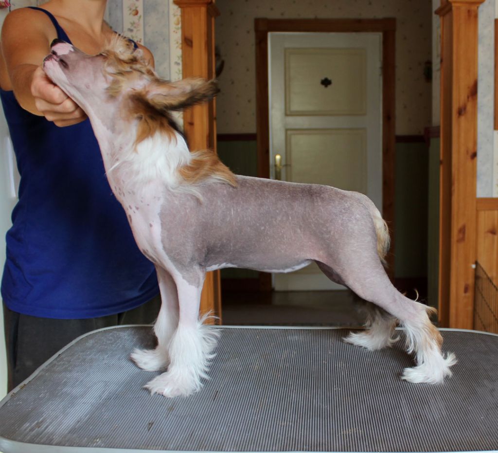 Sirocco Taste Of Divinity