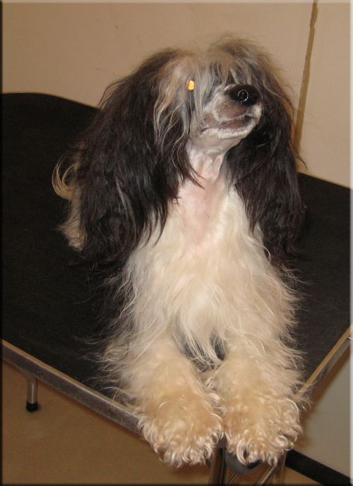 Untouchable's Every Little Step