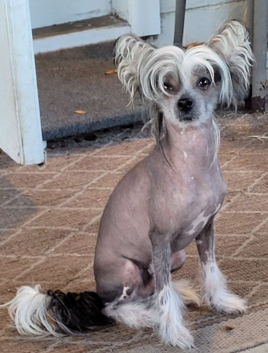 Altacrest Palmetto Last Hurrah