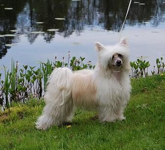 Tournais Dj Train Robba