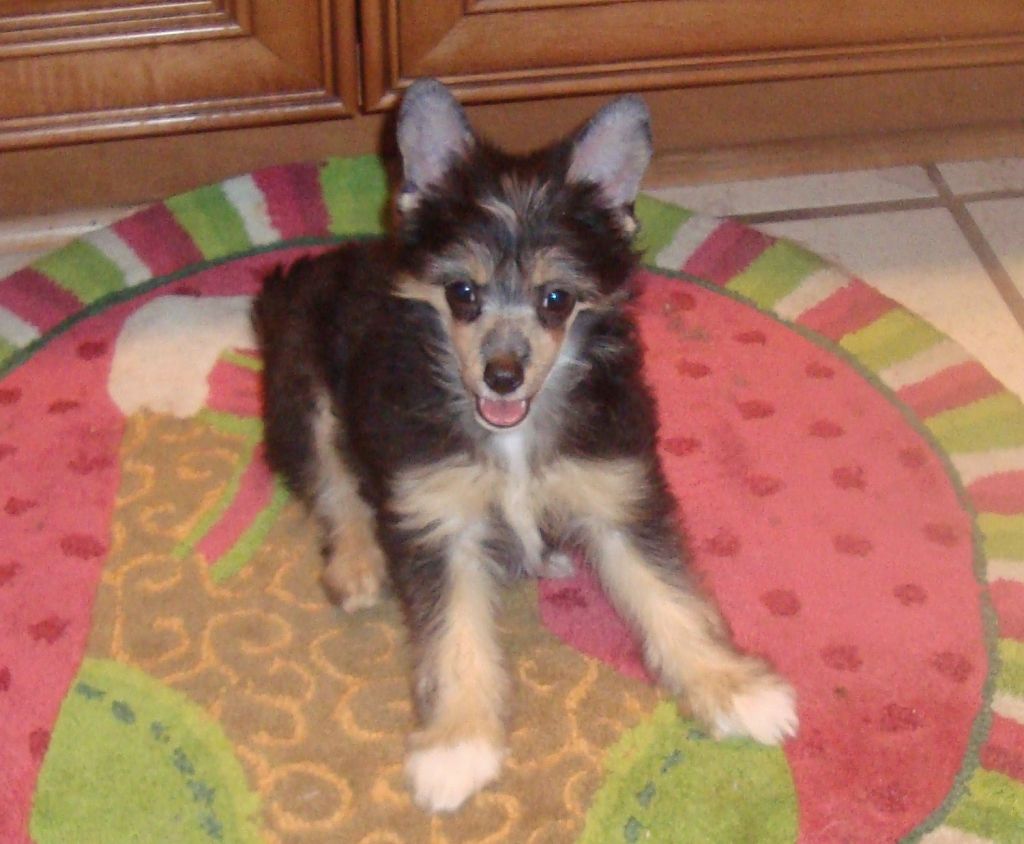 Altacrest's Precious Treasure