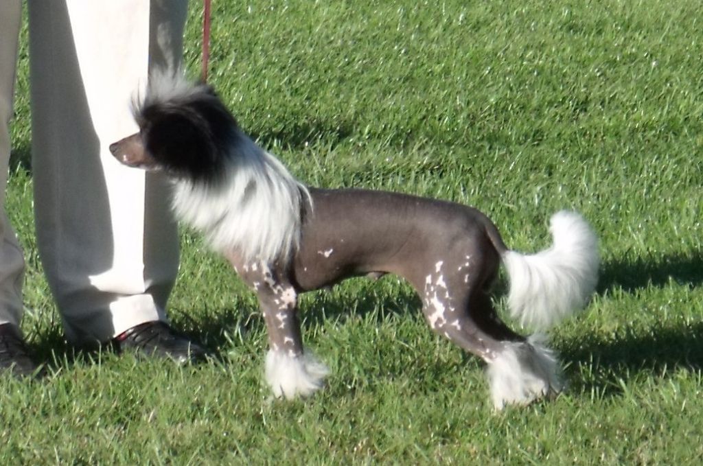 Charlie Bucket of Pughbear