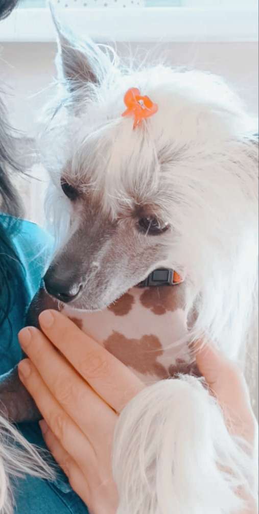 Toyouke-omikami Shadow Dog