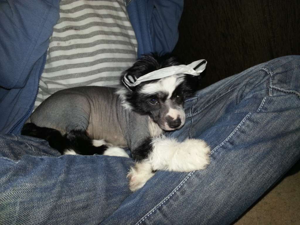 Tupuzuri Moonlight Shadow