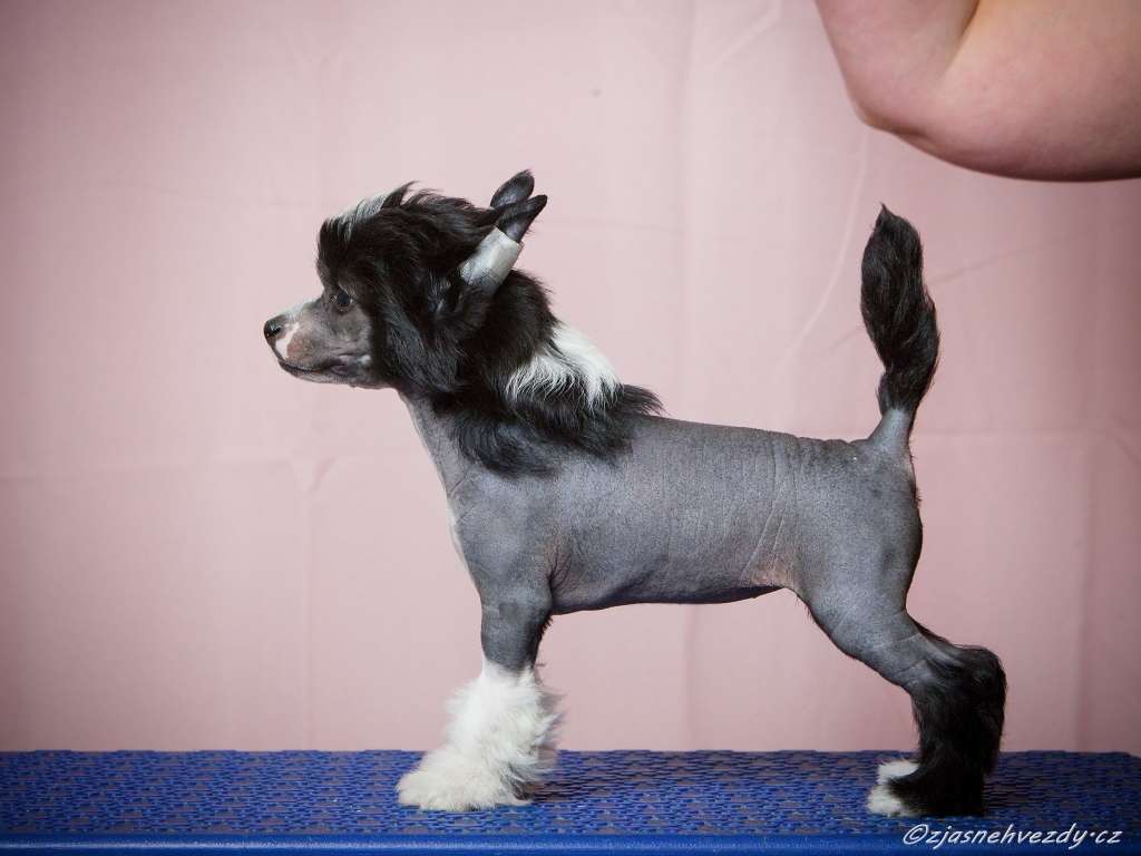 Bonnie z Jasne hvezdy