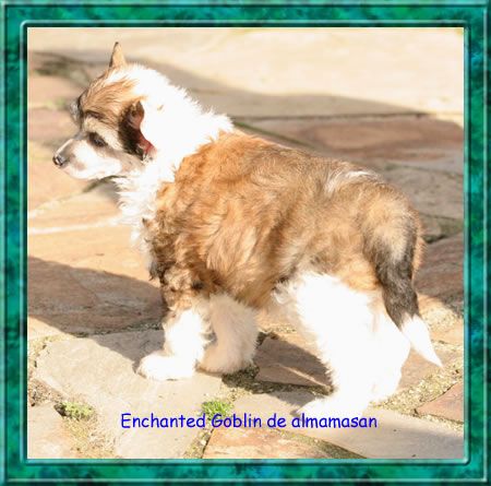 Enchanted Goblin de Almamasan