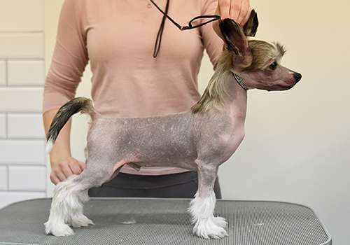 Jean Dark A Simple Song