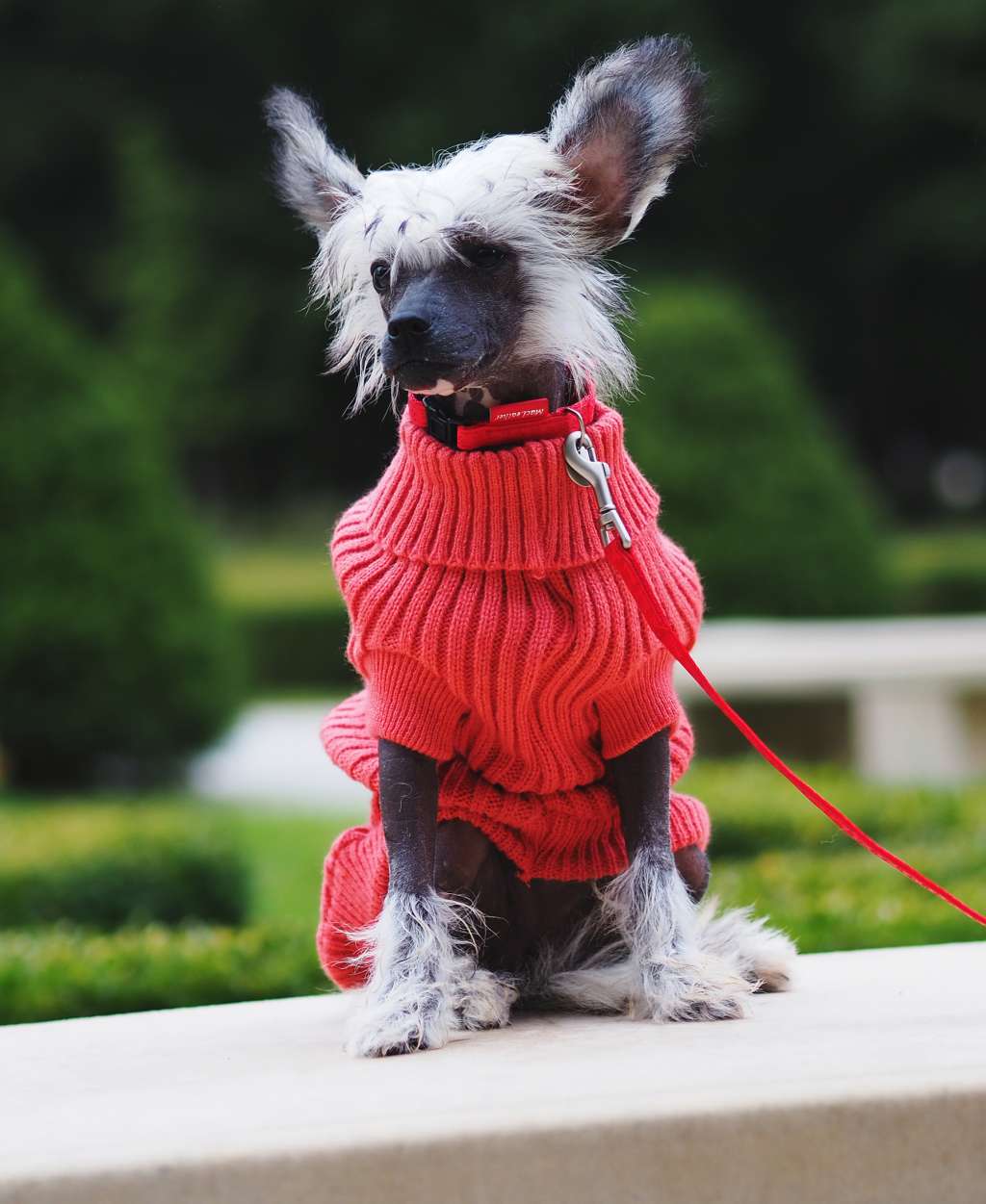 Tamayori-hime Shadow Dog