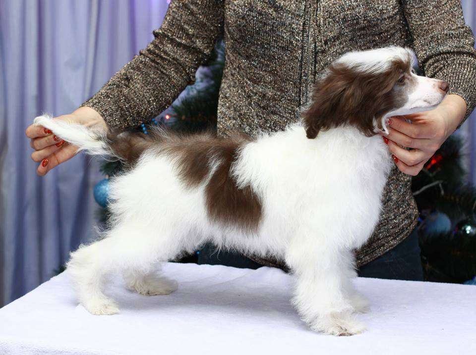 Opus Palmare Evlampiy