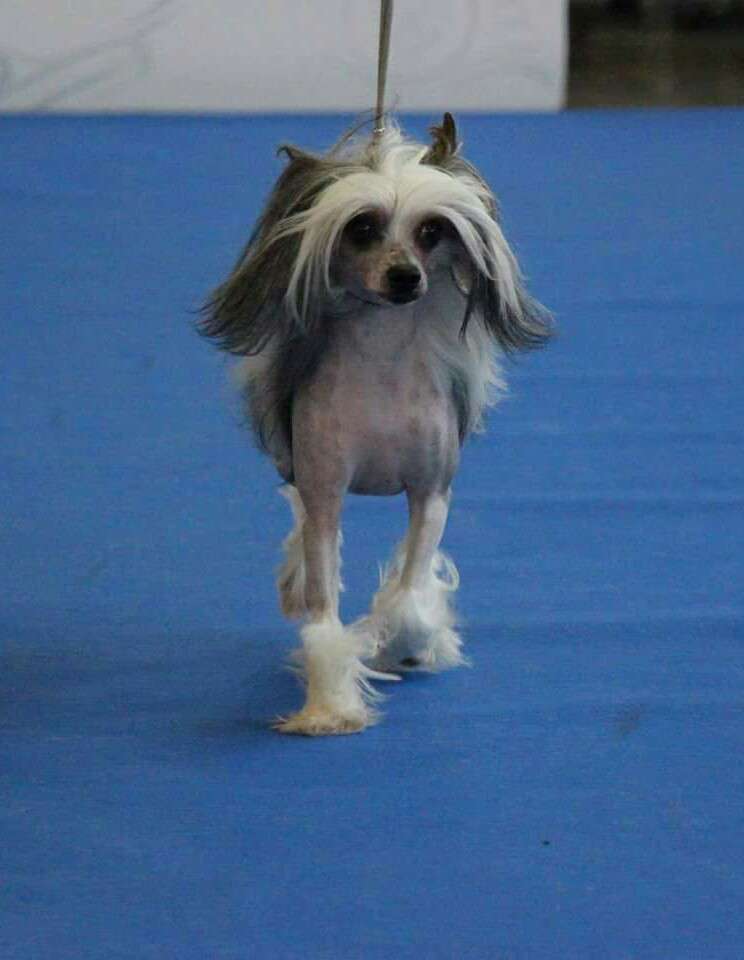 Caspian z Jestrebiho kralovstvi