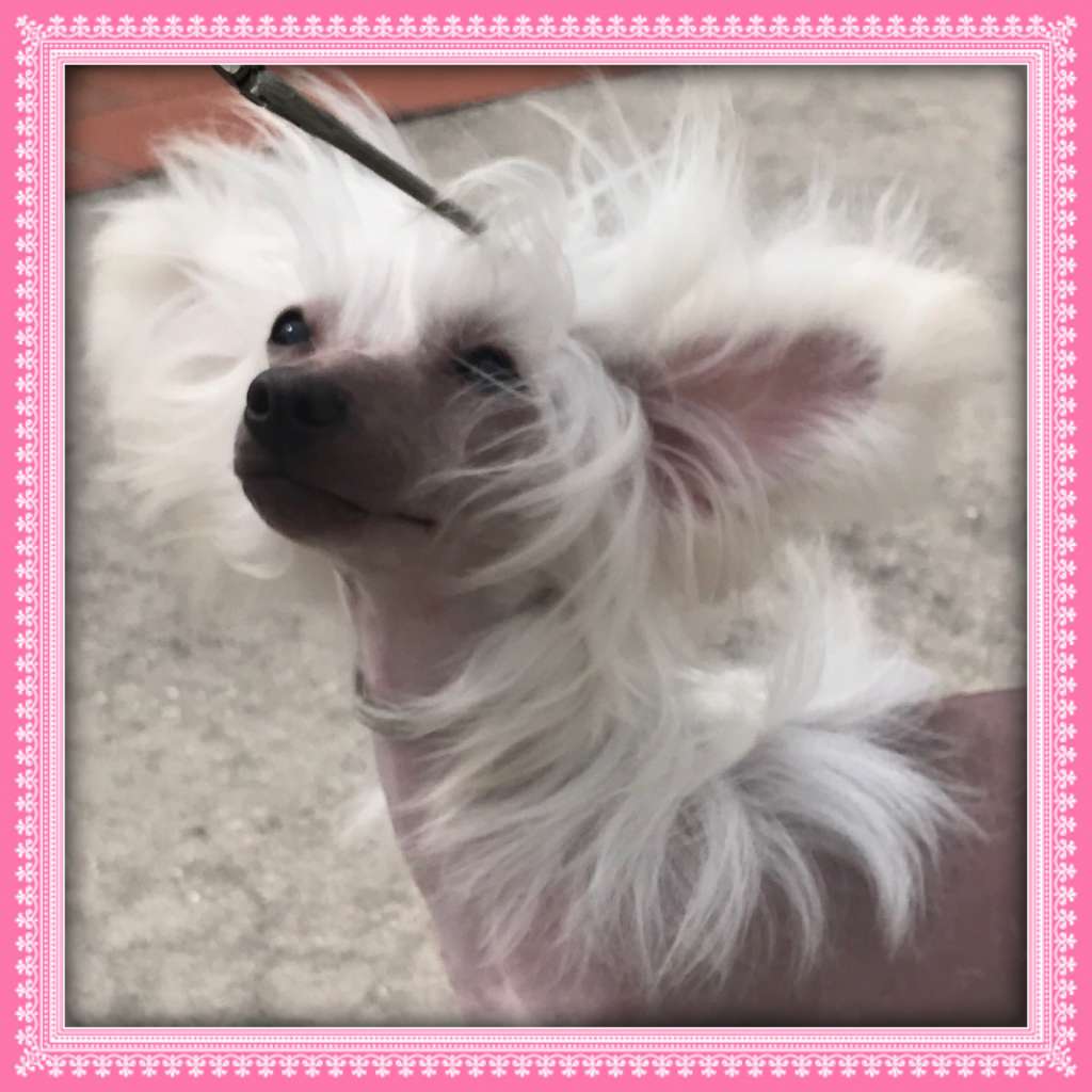 Edelweiss A Devil In Disguise At Halcyon