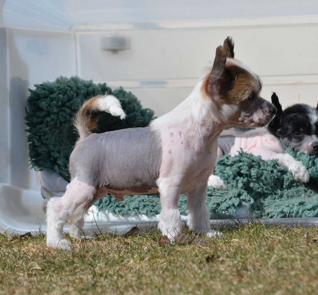 Proud Pony Beach Boy