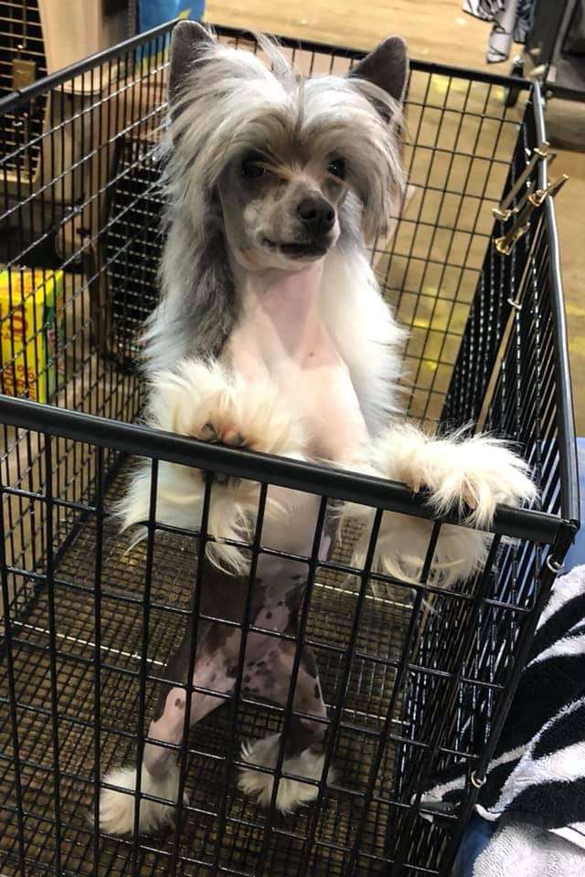 Edelweiss Sickeningly Sweet