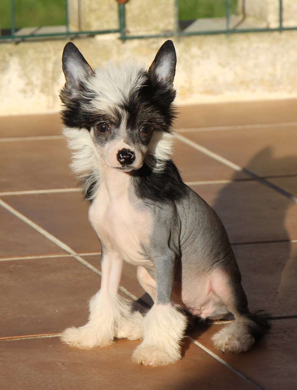 Alma of Brooklyn de Almamasan