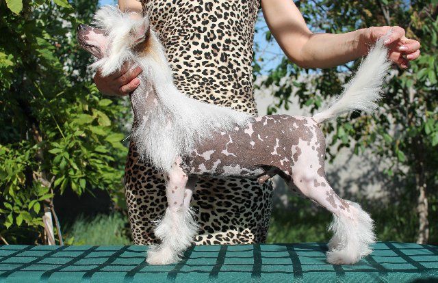 Epatazh ot Volnogo Psa