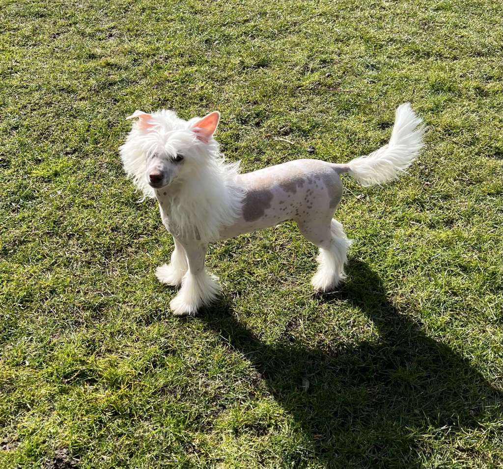 Be My Dog's Ene Mene Muh