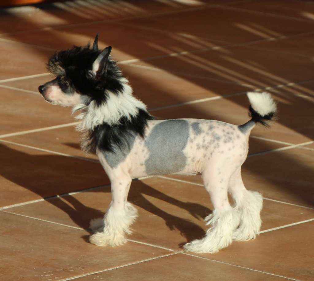 Ambient of sugar cloud de Almamasan