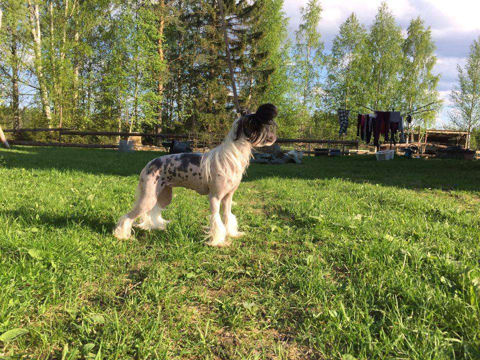 Bemu's Fabulous For Nitta