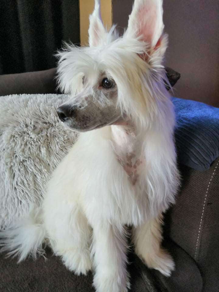 Hennessy Crystal Ice