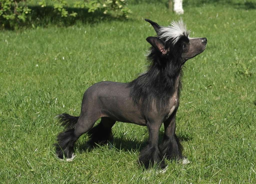 Mano Ponis Nefertiti