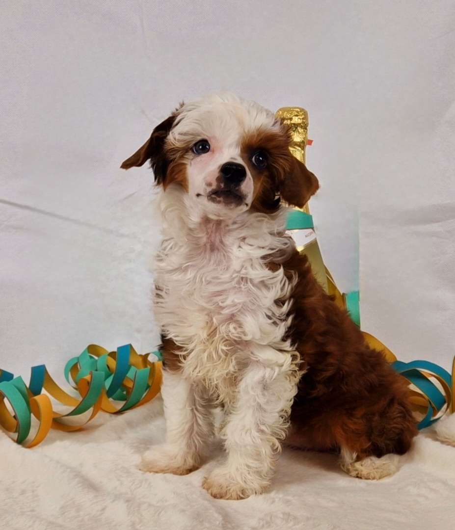 Petticoat in Rot von Natelberg