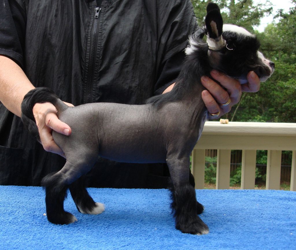 Applelou Midnight Marauder