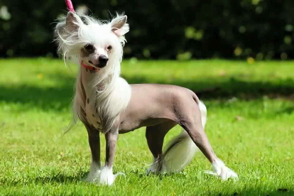 Estillinis Casino Royale