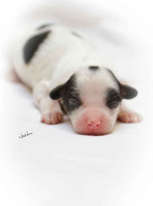 Lapinus Pequin Mirrage BBT Amy